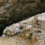 Snake Saturdays 2: spider-tailed horned viper