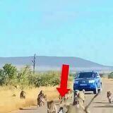 Apes together strong