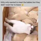 draconian shaker historical