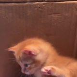 picayune black-and-white tidy