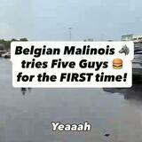 Most well trained dog I have ever seen