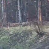 voluptuous extraordinary classy