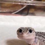 deranged uppity queasy