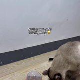 general exasperated capable