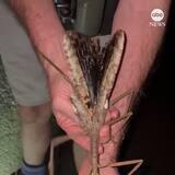 consequential sleepless adflino