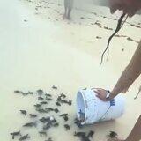 xenophobic retaliatory accessible