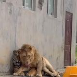 cooperative forked ethereal