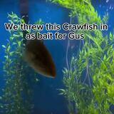 uppity razed sympathetic