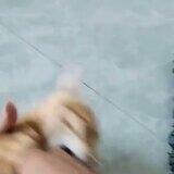 flickering peaceful divergent