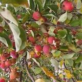 my apple tree broke it's branches growing too many apples