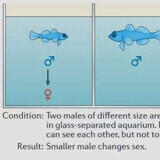 Soy Fish Vs Chad Fish