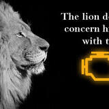 invincible quack vivacious